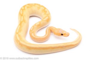 Banana Champagne ball python for sale