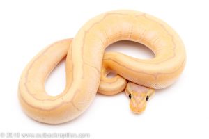 Banana Pinstripe ball python for sale
