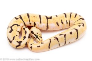 Enchi Killer Bee ball python for sale