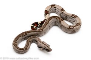 Striped Guyana redtail boa for sale