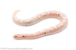 Paradox Snow Kenyan Sand Boa