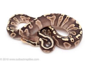 Pastave GHI ball python for sale