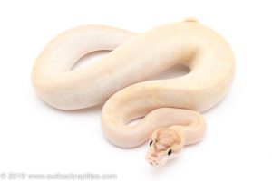 Pastel Ivory ball python for sale