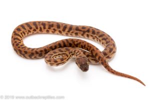 Stimson's Python