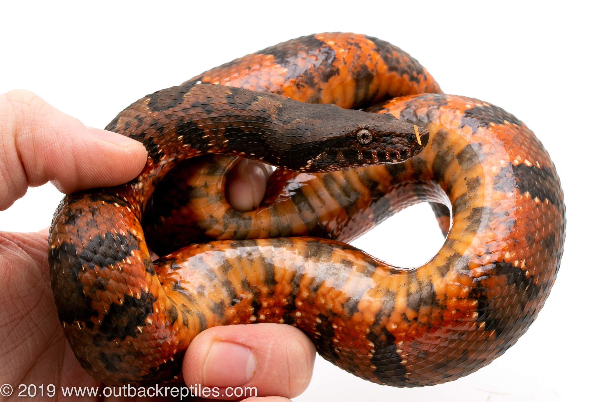 Viper Boa female red2 Outback Reptiles