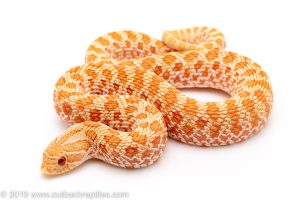 Albino Western hognose snake for sale