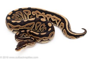 Cinnamon het Lavender ALbino ball python for sale
