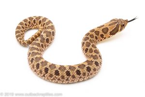 Western hognose snake for sale
