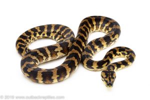 Irian Jaya Carpet Python for sale
