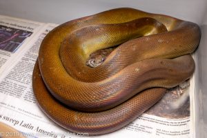 Papuan Olive Python