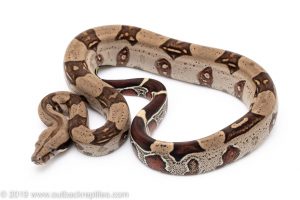 Iquitos Peruvian Redtail Boa for sale