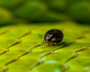 Snake Mite macro image