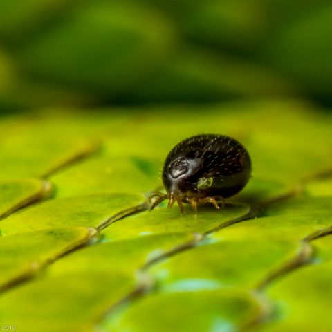 Snake Mite macro image
