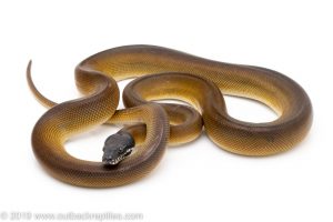 White Lipped Python for sale