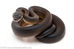 Brown Water Python for sale