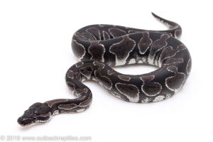 Black axanthic ball python for sale
