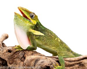 Cuban knight Anole for sale