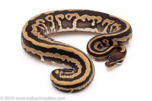 Mystic Leopard ph pied ball pythons for sale