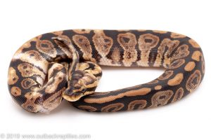 Paradox Ball Python for sale