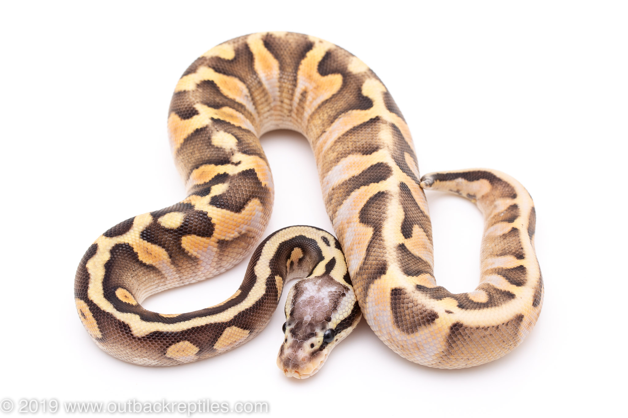 Super Pastel Calico Ball Python