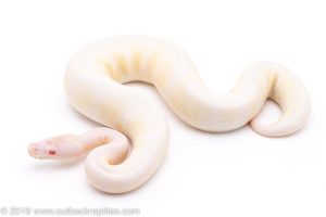VPI Snow ball python for sale