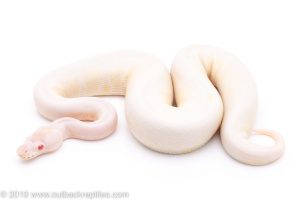 VPI Snow ball python for sale
