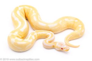 albino leopard het axanthic pied ball python for sale