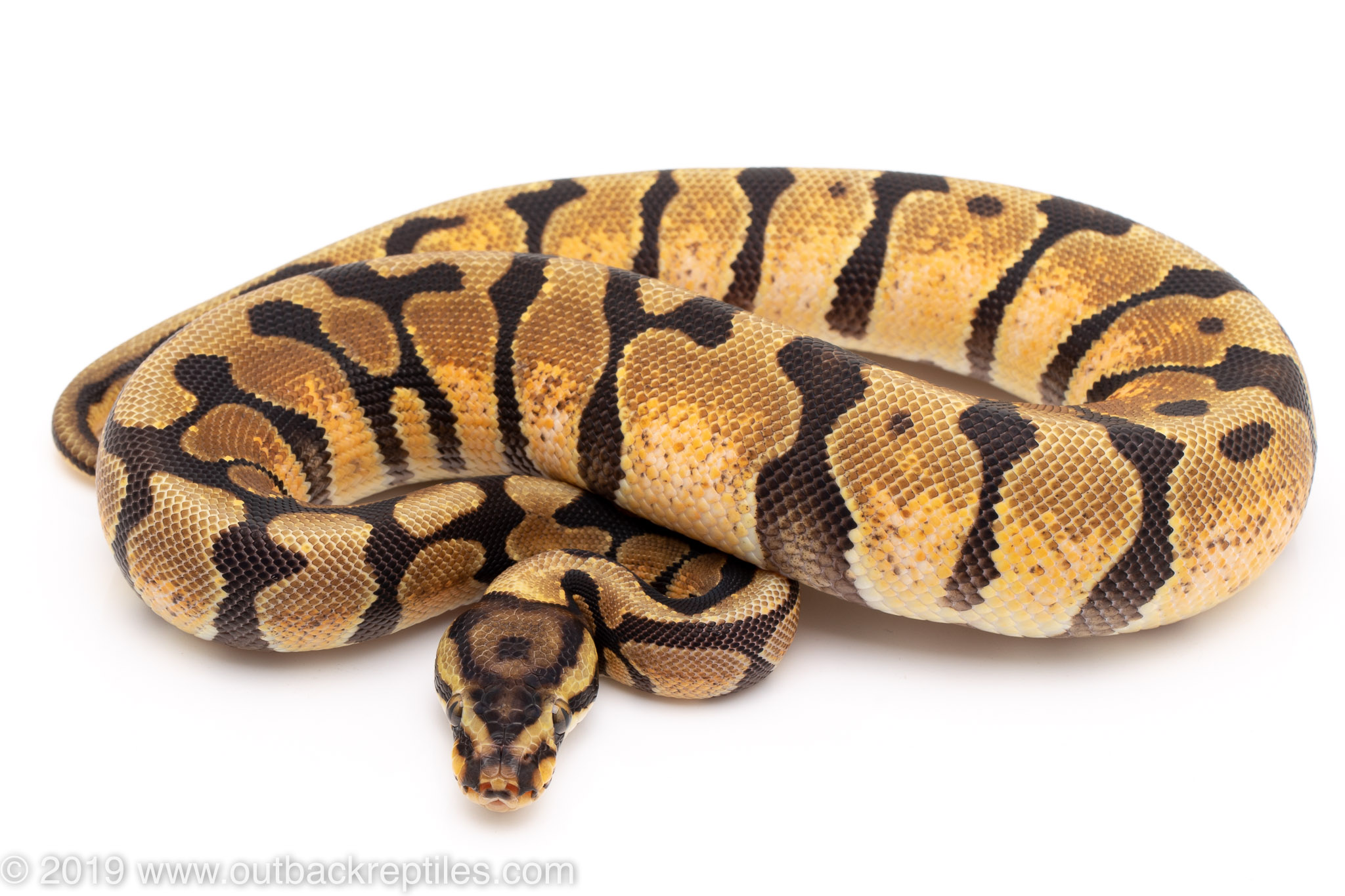 Calico Ball Python