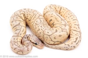 Ghost black pewter bee ball python for sale