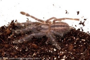 Gooty sapphire tarantula for sale