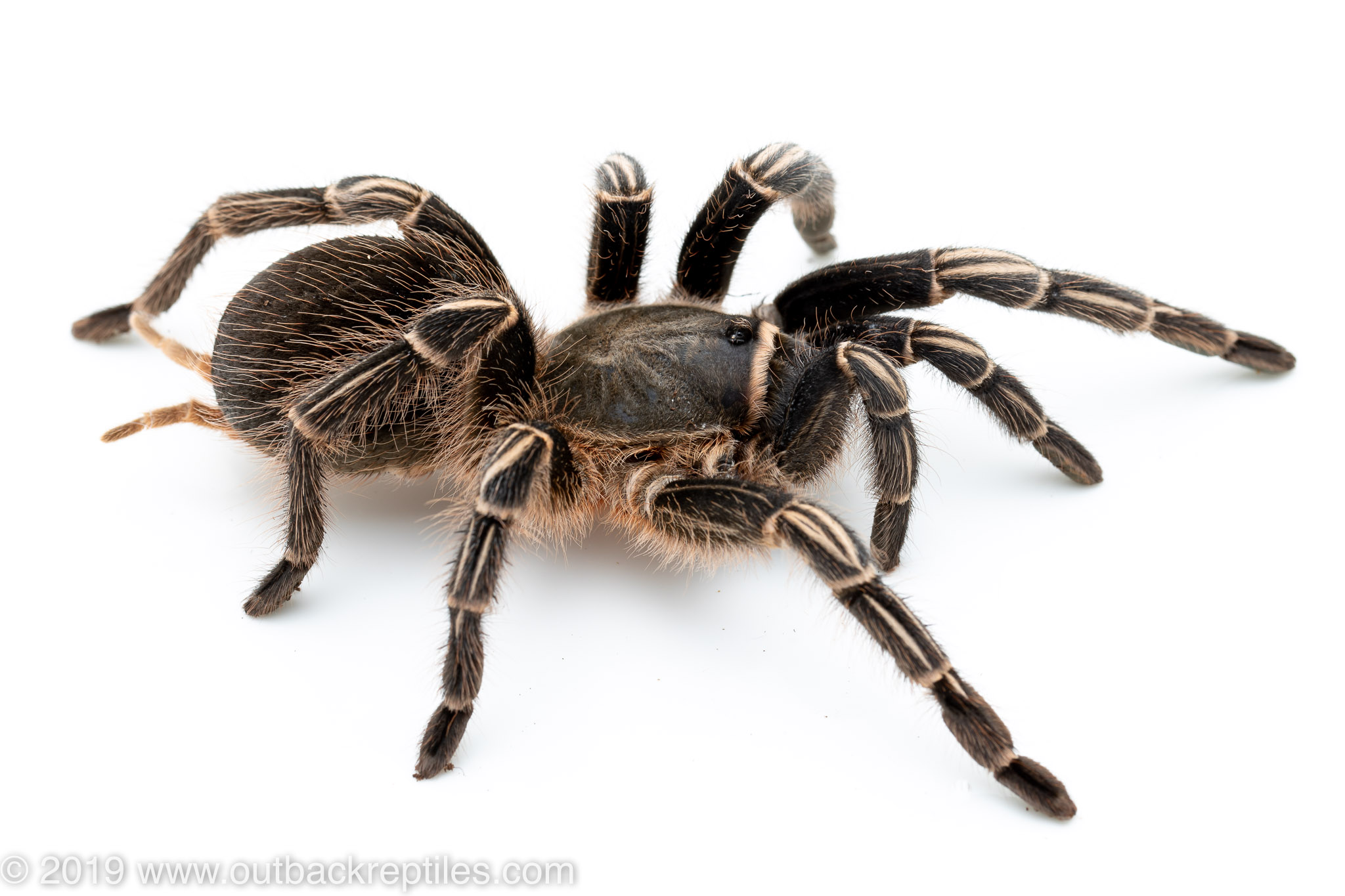 stripe knee tarantula Outback Reptiles