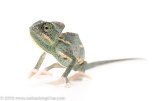 translucent veiled chameleon for sale
