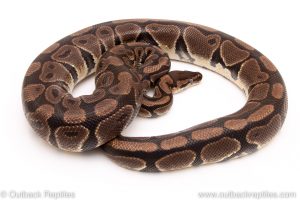 het clown female breeder ball python for sale