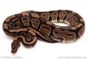 Double het VPI Axanthic Pied female breeder ball python for sale