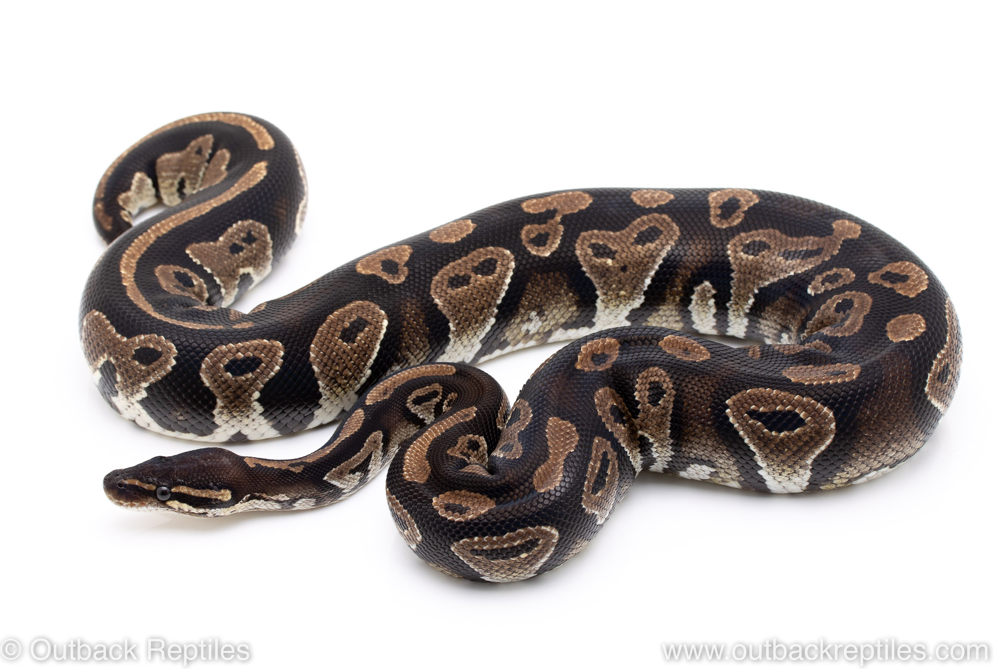 Blackhead female Outback Reptiles