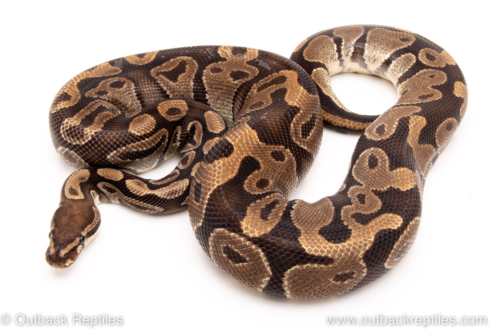 DH Albino Pied male ball python reptiles for sale | Outback Reptiles