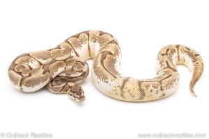 Enchi bumblebee het pied ball python for sale