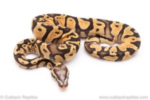 Firefly Scaleless Head ball python for sale