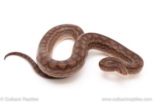 Het Lucy Colombian Rainbow Boa for sale