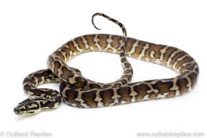Irian Jaya Carpet Python for sale