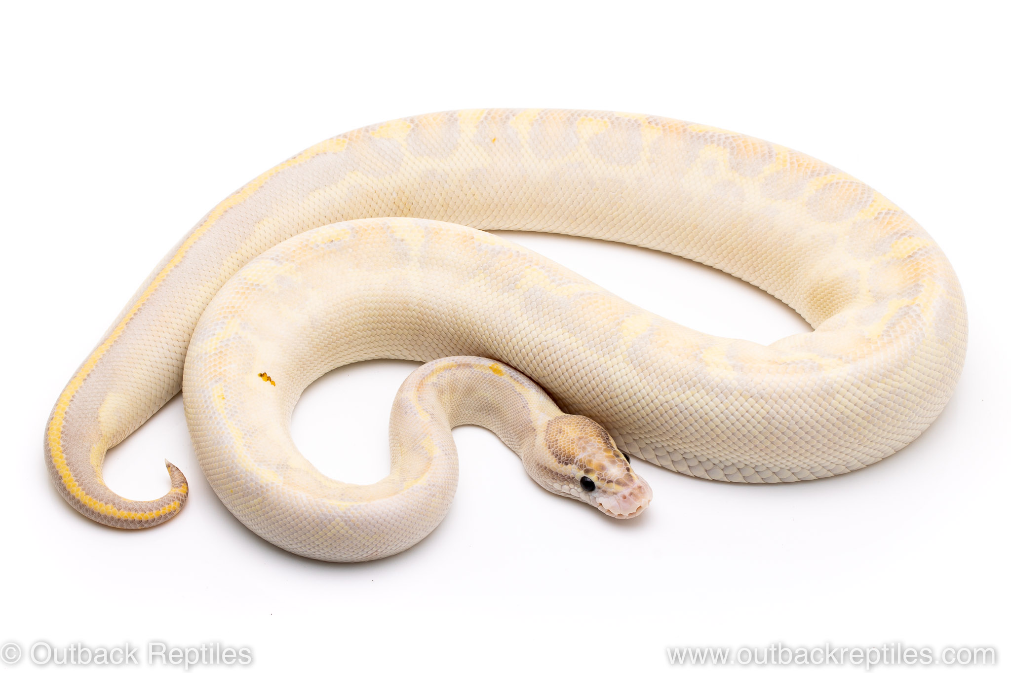 Leopard Ivory | Outback Reptiles