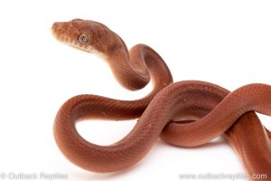 Scrub Python for sale