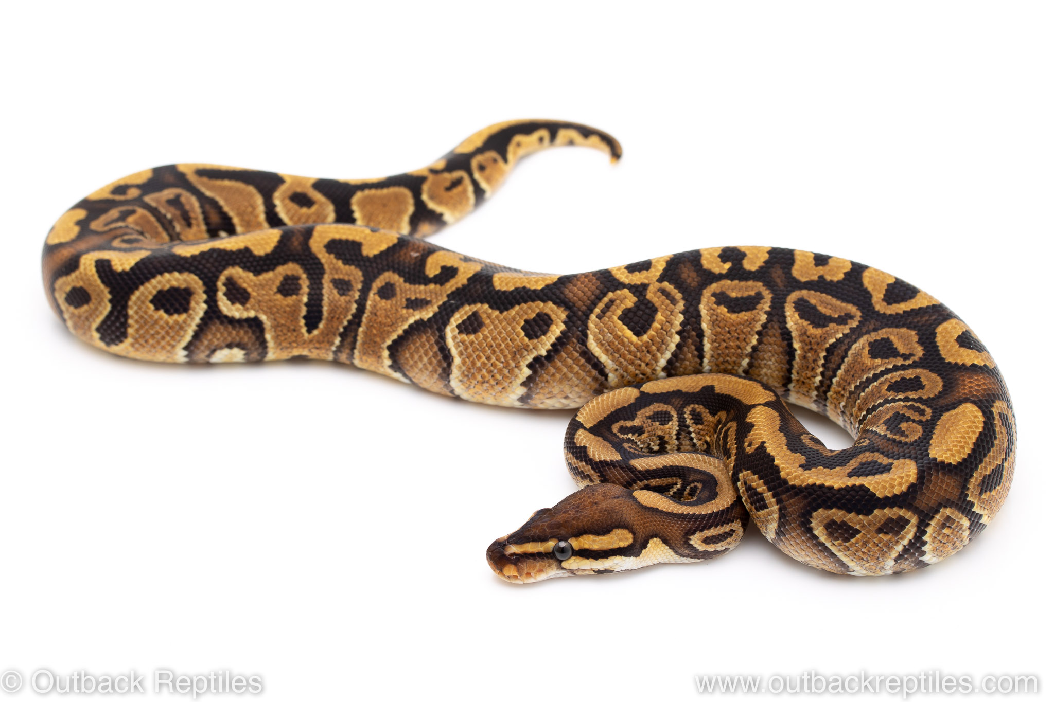Red stripe YB het clown | Outback Reptiles