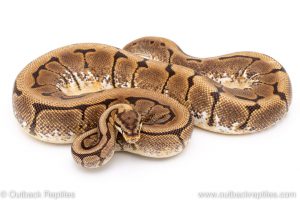 Spider ball python for sale reptile for sale