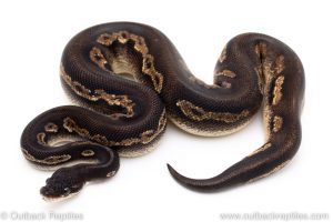 Super Blackhead ball python for sale