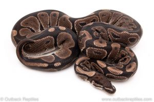VPI Axanthic ball python reptiles for sale