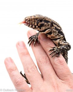 argentine black and white tegu for sale