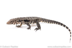 argentine black and white tegu for sale