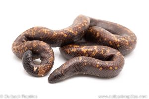 Calabar burrowing python for sale