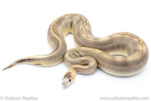 Champagne scaleless head ball python for sale